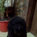 Подробнее об объявлении «Пропала собака кобель Самара» Фото: пропала собака Пудель «Пропала собака кобель Самара» в г. Самара