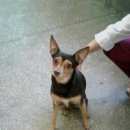 Подробнее об объявлении «Красноярск Найдена собака» Фото: найдена собака  «Красноярск Найдена собака» в г. Красноярск