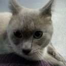 Подробнее об объявлении «Найден кот 24/10/2015 молодой ухоженный кот на улице ангарская (станция ховрино). Москва» Фото: найдена кошка  «Найден кот 24/10/2015 молодой ухоженный кот на...» в г. Москва