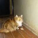 Подробнее об объявлении «Пропала кошка Можайск» Фото: пропала кошка  «Пропала кошка Можайск» в г. Можайск