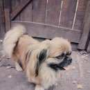 Подробнее об объявлении «Пропала собака кобель помогите   Королев» Фото: пропала собака Пекинес «Пропала собака кобель помогите   Королев» в г. Королев