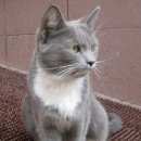 Подробнее об объявлении «Найдена кошка Москва» Фото: найдена кошка  «Найдена кошка Москва» в г. Москва