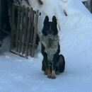 Подробнее об объявлении «Пропала собака кобель Пермь» Фото: пропала собака  «Пропала собака кобель Пермь» в г. Пермь