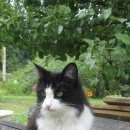 Подробнее об объявлении «Икша Пропала кошка» Фото: пропала кошка  «Икша Пропала кошка» в г. Икша