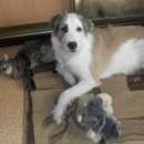 Подробнее об объявлении «Ижевск Пропала собака кобель» Фото: пропала собака  «Ижевск Пропала собака кобель» в г. Ижевск