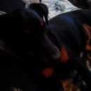 Подробнее об объявлении «Пропала собака кобель помогите прошу   Ульяновск» Фото: пропала собака Ягд-терьер «Пропала собака кобель помогите прошу   Ульяновск» в г. Ульяновск