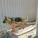 Подробнее об объявлении «Батайск Найдена собака кобель» Фото: найдена собака Немецкая овчарка «Батайск Найдена собака кобель» в г. Батайск