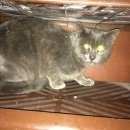 Подробнее об объявлении «Найден кот  Липецк» Фото: найдена кошка Британская короткошерстная «Найден кот  Липецк» в г. Липецк