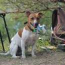 Подробнее об объявлении «Липецк Пропала собака кобель» Фото: пропала собака Джек рассел терьер «Липецк Пропала собака кобель» в г. Липецк