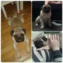 Подробнее об объявлении «Пропала собака кобель Екатеринбург» Фото: пропала собака Мопс «Пропала собака кобель Екатеринбург» в г. Екатеринбург