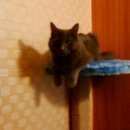 Подробнее об объявлении «Чехов Пропала кошка» Фото: пропала кошка Русская голубая «Чехов Пропала кошка» в г. Чехов