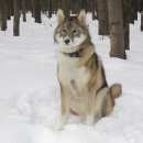 Подробнее об объявлении «Одоев Пропала собака» Фото: пропала собака Западно-сибирская лайка «Одоев Пропала собака» в г. Одоев