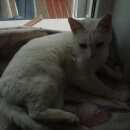 Подробнее об объявлении «Найдена кошка Дмитров» Фото: найдена кошка  «Найдена кошка Дмитров» в г. Дмитров