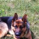 Подробнее об объявлении «Подольск Пропала собака кобель» Фото: пропала собака Немецкая овчарка «Подольск Пропала собака кобель» в г. Подольск