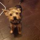 Подробнее об объявлении «Пропала собака кобель Санкт-Петербург» Фото: пропала собака Йоркширский терьер «Пропала собака кобель Санкт-Петербург» в г. Санкт-Петербург