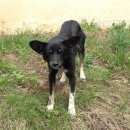 Подробнее об объявлении «Найдена собака взрослая с ошейником Москва» Фото: найдена собака  «Найдена собака взрослая с ошейником Москва» в г. Москва