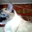 Подробнее об объявлении «Пропала кошка Березовский (Свердловская обл.)» Фото: пропала кошка Сиамская «Пропала кошка Березовский (Свердловская обл.)» в г. Березовский (Свердловская обл.)