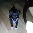 Подробнее об объявлении «Пропала собака Богородск» Фото: пропала собака  «Пропала собака Богородск» в г. Богородск