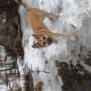 Подробнее об объявлении «Найдена собака Купавна» Фото: найдена собака Немецкая овчарка «Найдена собака Купавна» в г. Купавна