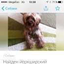 Подробнее об объявлении «Найдена собака кобель Химки» Фото: найдена собака Йоркширский терьер «Найдена собака кобель Химки» в г. Химки