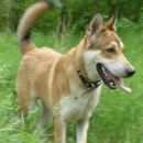 Подробнее об объявлении «Пропала собака кобель Новосибирск» Фото: пропала собака Немецкая овчарка «Пропала собака кобель Новосибирск» в г. Новосибирск