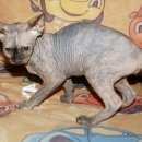 Подробнее об объявлении «Пропала кошка Великий Новгород (Новгород)» Фото: пропала кошка Канадский сфинкс «Пропала кошка Великий Новгород (Новгород)» в г. Великий Новгород (Новгород)