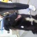 Подробнее об объявлении «Пропала собака кобель кабель метис Санкт-Петербург» Фото: пропала собака  «Пропала собака кобель кабель метис Санкт-Петербург» в г. Санкт-Петербург