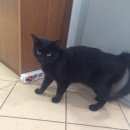 Подробнее об объявлении «Найдена кошка Москва» Фото: найдена кошка  «Найдена кошка Москва» в г. Москва