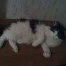 Подробнее об объявлении «Воронеж Пропала кошка» Фото: пропала кошка  «Воронеж Пропала кошка» в г. Воронеж