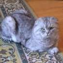 Подробнее об объявлении «Чехов Пропал кот 27 сентября вислоухий кот ( ский район)» Фото: пропала кошка Шотландская вислоухая «Чехов Пропал кот 27 сентября вислоухий кот (...» в г. Чехов