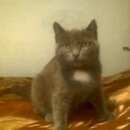 Подробнее об объявлении «Пропала кошка пожалуйста помогите мне грустно без неё Костанай» Фото: пропала кошка  «Пропала кошка пожалуйста помогите мне грустно...» в г. Костанай