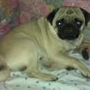 Подробнее об объявлении «Подольск Пропала собака кобель мопс кобель» Фото: пропала собака Мопс «Подольск Пропала собака кобель мопс кобель» в г. Подольск