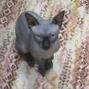 Подробнее об объявлении «Найден кот Иркутск» Фото: найдена кошка Канадский сфинкс «Найден кот Иркутск» в г. Иркутск