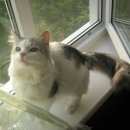 Подробнее об объявлении «Пропала кошка Великий Новгород (Новгород)» Фото: пропала кошка  «Пропала кошка Великий Новгород (Новгород)» в г. Великий Новгород (Новгород)