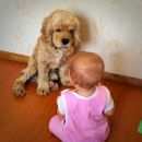 Подробнее об объявлении «Пропала собака кобель Ханты-Мансийск» Фото: пропала собака Американский кокер-спаниель «Пропала собака кобель Ханты-Мансийск» в г. Ханты-Мансийск