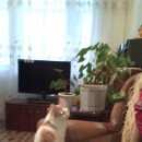 Подробнее об объявлении «Найден кот Нижний Новгород» Фото: найдена кошка  «Найден кот Нижний Новгород» в г. Нижний Новгород