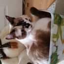 Подробнее об объявлении «Пропала кошка   Томск» Фото: пропала кошка  «Пропала кошка   Томск» в г. Томск