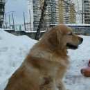 Подробнее об объявлении «Пропала собака кобель мо, люберецкий р-н, пос. октябрьский. голден  Октябрьский (Московская обл.)» Фото: пропала собака Голден ретривер «Пропала собака кобель мо, люберецкий р-н, пос....» в г. Октябрьский (Московская обл.)