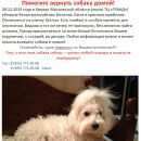 Подробнее об объявлении «Химки Пропала собака» Фото: пропала собака Мальтийская болонка «Химки Пропала собака» в г. Химки