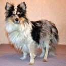 Подробнее об объявлении «Пропала собака кобель Тверь» Фото: пропала собака Шелти «Пропала собака кобель Тверь» в г. Тверь