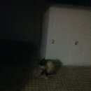 Подробнее об объявлении «Найден кот Дмитров» Фото: найдена кошка Сиамская «Найден кот Дмитров» в г. Дмитров