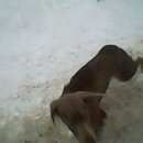 Подробнее об объявлении «Энгельс Найдена собака» Фото: найдена собака  «Энгельс Найдена собака» в г. Энгельс