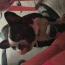 Подробнее об объявлении «Красноярск Найдена собака» Фото: найдена собака Французский бульдог «Красноярск Найдена собака» в г. Красноярск