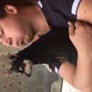 Подробнее об объявлении «Пропала собака кобель Санкт-Петербург» Фото: пропала собака Той-терьер «Пропала собака кобель Санкт-Петербург» в г. Санкт-Петербург