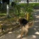 Подробнее об объявлении «Найдена собака Реутов» Фото: найдена собака  «Найдена собака Реутов» в г. Реутов