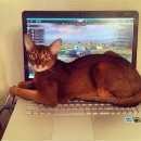 Подробнее об объявлении «Пропал кот Можайск» Фото: пропала кошка Абиссинская «Пропал кот Можайск» в г. Можайск