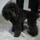 Подробнее об объявлении «Пропала собака Нижний Новгород» Фото: пропала собака Пудель «Пропала собака Нижний Новгород» в г. Нижний Новгород