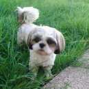 Подробнее об объявлении «Пропала собака Санкт-Петербург» Фото: пропала собака Ши-тцу «Пропала собака Санкт-Петербург» в г. Санкт-Петербург