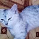 Подробнее об объявлении «Пропала кошка Оренбург» Фото: пропала кошка  «Пропала кошка Оренбург» в г. Оренбург