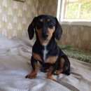 Подробнее об объявлении «Найдена собака Струги-Красные» Фото: найдена собака Такса «Найдена собака Струги-Красные» в г. Струги-Красные